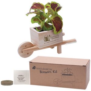Eco-friendly promotional desktop item: Wooden Wheel Barrow Blossom Kit. As low as $4.15 each in bulk order from Brand Spirit Inc
