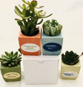 Eco-friendly Office Gifts: Succulents in ceramic pots. As low as $11.21 each in bulk order from Brand Spirit Inc