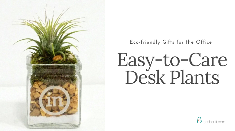 Easy-to-Care for Succulents, Air Plants and Other Desk Plants for the Office