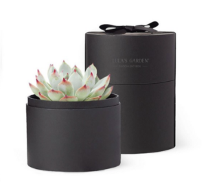 Unique Corporate Gift Ideas: Bliss Cacti Garden - Noir. Add your logo and order in bulk from Brand Spirit.